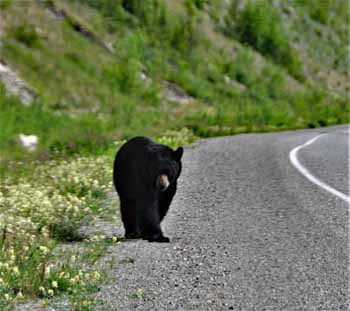 black bear